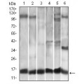 anti-HYAL1 antibody (Hyaluronidase-1) (N-Term)