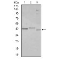 anti-HYAL1 antibody (Hyaluronidase-1) (N-Term)