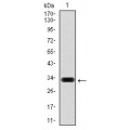 anti-HYAL1 antibody (Hyaluronidase-1) (N-Term)