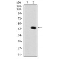 anti-HYAL1 antibody (Hyaluronidase-1) (N-Term)