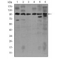 anti-HYAL1 antibody (Hyaluronidase-1) (N-Term)