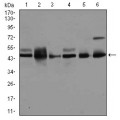 anti-HYAL1 antibody (Hyaluronidase-1) (N-Term)