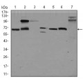 anti-HYAL1 antibody (Hyaluronidase-1) (N-Term)