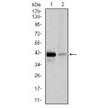 anti-HYAL1 antibody (Hyaluronidase-1) (N-Term)