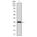 anti-HYAL1 antibody (Hyaluronidase-1) (N-Term)