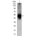 anti-HYAL1 antibody (Hyaluronidase-1) (N-Term)