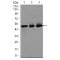 anti-HYAL1 antibody (Hyaluronidase-1) (N-Term)