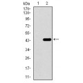 anti-HYAL1 antibody (Hyaluronidase-1) (N-Term)