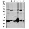 anti-HYAL1 antibody (Hyaluronidase-1) (N-Term)
