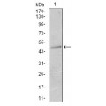 anti-HYAL1 antibody (Hyaluronidase-1) (N-Term)