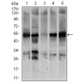 anti-HYAL1 antibody (Hyaluronidase-1) (N-Term)