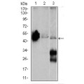 anti-HYAL1 antibody (Hyaluronidase-1) (N-Term)