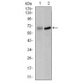anti-HYAL1 antibody (Hyaluronidase-1) (N-Term)