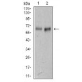 anti-HYAL1 antibody (Hyaluronidase-1) (N-Term)