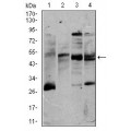 anti-HYAL1 antibody (Hyaluronidase-1) (N-Term)