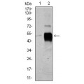 anti-HYAL1 antibody (Hyaluronidase-1) (N-Term)