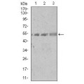 anti-HYAL1 antibody (Hyaluronidase-1) (N-Term)