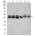 anti-HYAL1 antibody (Hyaluronidase-1) (N-Term)