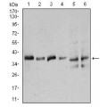 anti-HYAL1 antibody (Hyaluronidase-1) (N-Term)