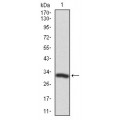 anti-HYAL1 antibody (Hyaluronidase-1) (N-Term)