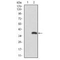 anti-HYAL1 antibody (Hyaluronidase-1) (N-Term)