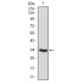 anti-HYAL1 antibody (Hyaluronidase-1) (N-Term)