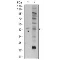 anti-HYAL1 antibody (Hyaluronidase-1) (N-Term)