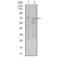 anti-HYAL1 antibody (Hyaluronidase-1) (N-Term)
