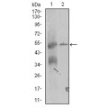 anti-HYAL1 antibody (Hyaluronidase-1) (N-Term)