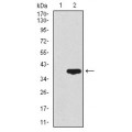 anti-HYAL1 antibody (Hyaluronidase-1) (N-Term)