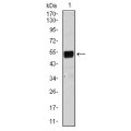 anti-HYAL1 antibody (Hyaluronidase-1) (N-Term)