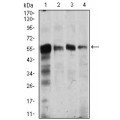 anti-HYAL1 antibody (Hyaluronidase-1) (N-Term)