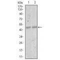 anti-HYAL1 antibody (Hyaluronidase-1) (N-Term)
