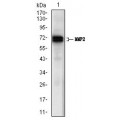 anti-HYAL1 antibody (Hyaluronidase-1) (N-Term)