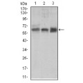 anti-HYAL1 antibody (Hyaluronidase-1) (N-Term)