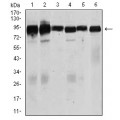 anti-HYAL1 antibody (Hyaluronidase-1) (N-Term)