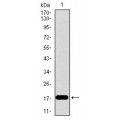 anti-HYAL1 antibody (Hyaluronidase-1) (N-Term)