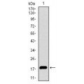 anti-HYAL1 antibody (Hyaluronidase-1) (N-Term)