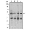 anti-HYAL1 antibody (Hyaluronidase-1) (N-Term)
