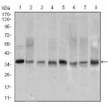 anti-HYAL1 antibody (Hyaluronidase-1) (N-Term)