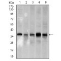 anti-HYAL1 antibody (Hyaluronidase-1) (N-Term)