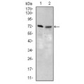 anti-HYAL1 antibody (Hyaluronidase-1) (N-Term)
