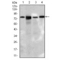 anti-HYAL1 antibody (Hyaluronidase-1) (N-Term)