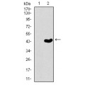 anti-HYAL1 antibody (Hyaluronidase-1) (N-Term)