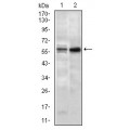 anti-HYAL1 antibody (Hyaluronidase-1) (N-Term)