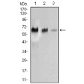 anti-HYAL1 antibody (Hyaluronidase-1) (N-Term)