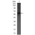 anti-HYAL1 antibody (Hyaluronidase-1) (N-Term)