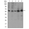 anti-HYAL1 antibody (Hyaluronidase-1) (N-Term)