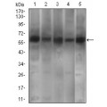 anti-HYAL1 antibody (Hyaluronidase-1) (N-Term)