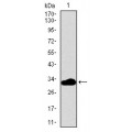 anti-HYAL1 antibody (Hyaluronidase-1) (N-Term)